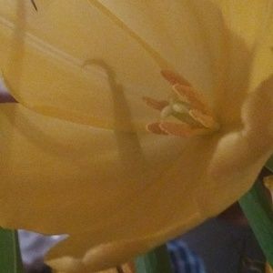 Meet your Posher, Aki